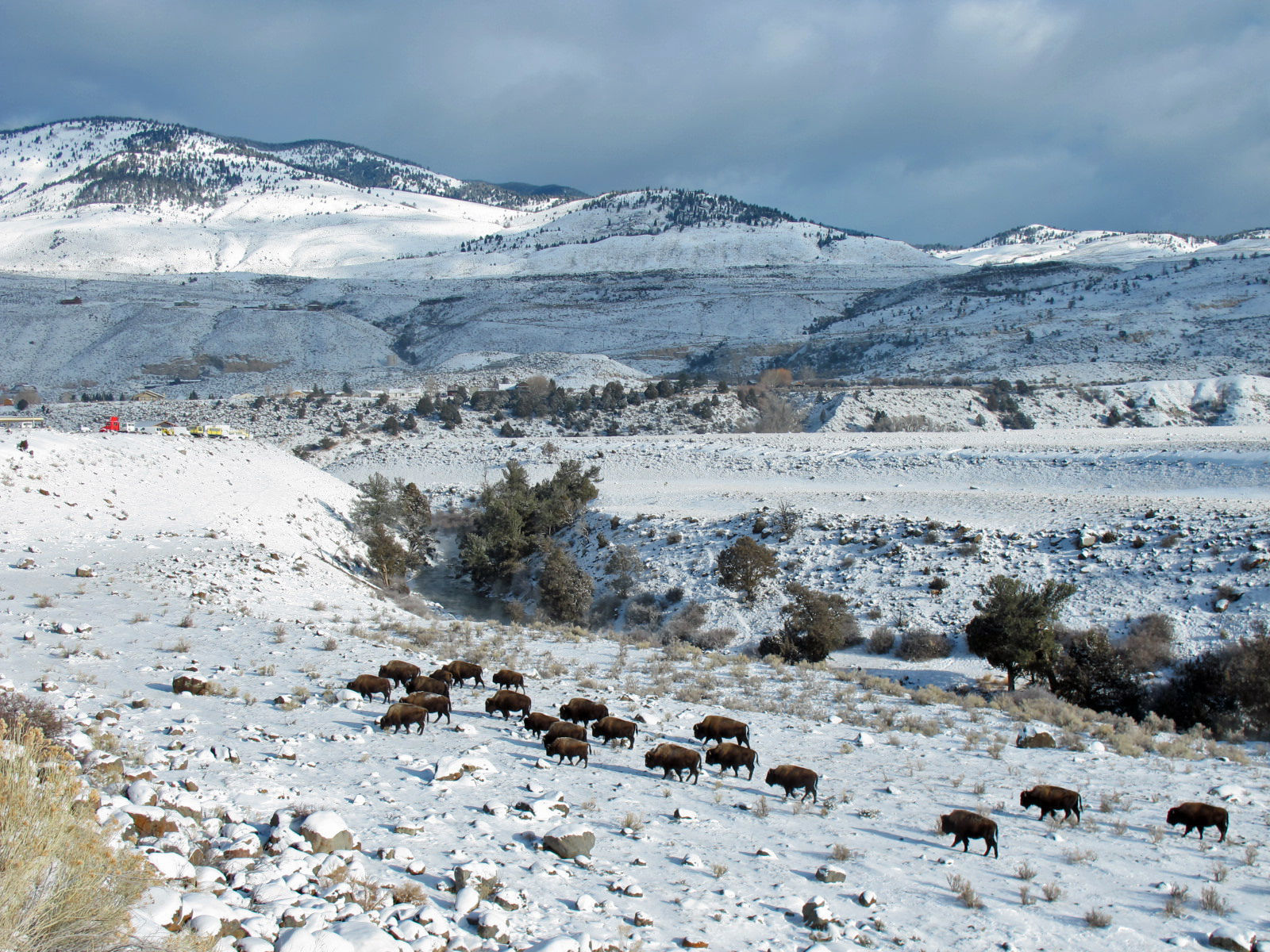 Yellowstone bison